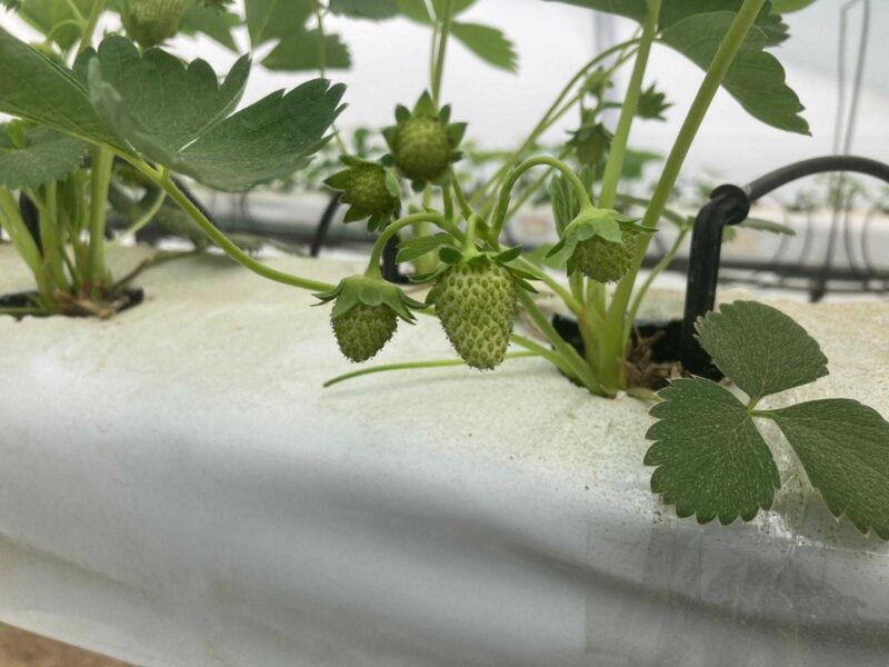 Jagode — hidroponski uzgoj u plasteniku