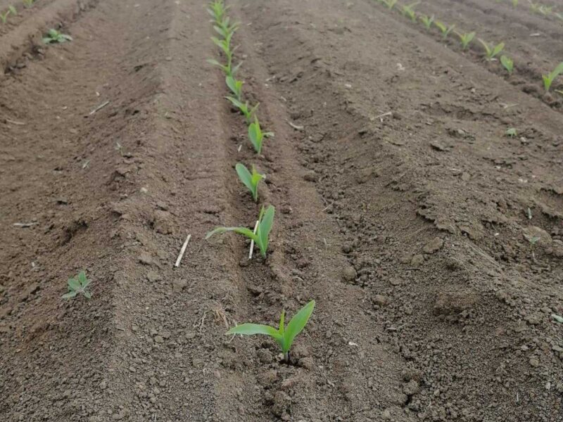 Sadnice kukuruza — kap po kap sistem