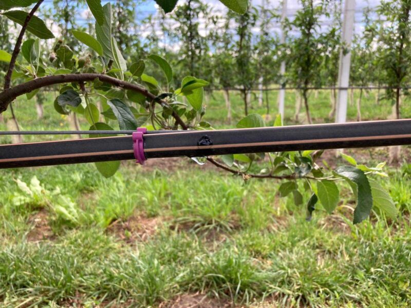 Voćnjak — kapljično navodnjavanje na žici