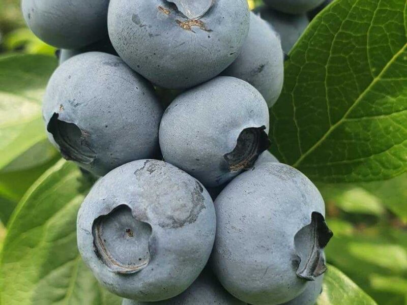 Borovnice — zreli plodovi