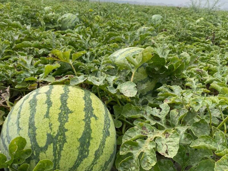 Lubenice — plantaža sa navodnjavanjem