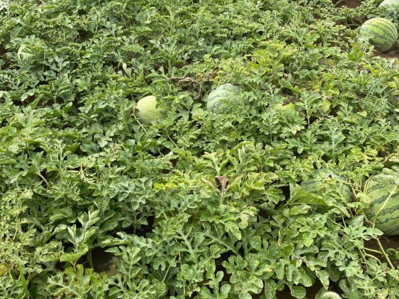 Lubenice — polje sa kap po kap